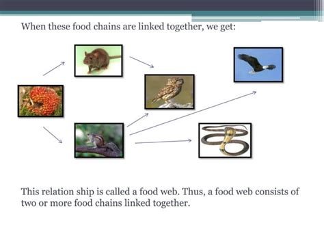 unit  food chain food web pptx vegetarian diets food drink