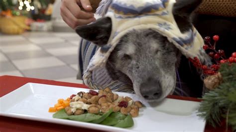 30 Homeless Pets And 1 Holiday Feast Freshpet Youtube