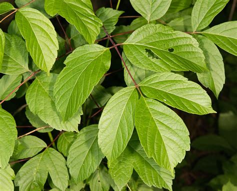 Maryland Biodiversity Project Box Elder Acer Negundo