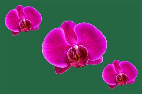 Premium Photo | Dendrobium orchid flower with glorious pink and purple ...