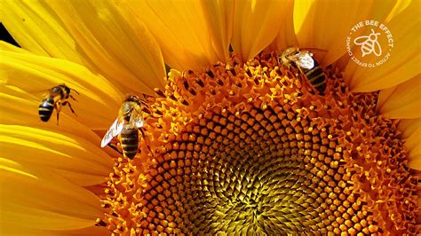 Standards for Bees - The Bee Effect