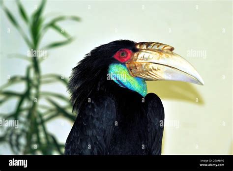 Knobbed Hornbill High Resolution Stock Photography And Images Alamy