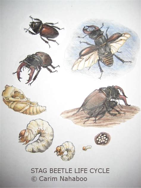 Stag beetle life cycle : Biological Science Picture Directory – Pulpbits.net