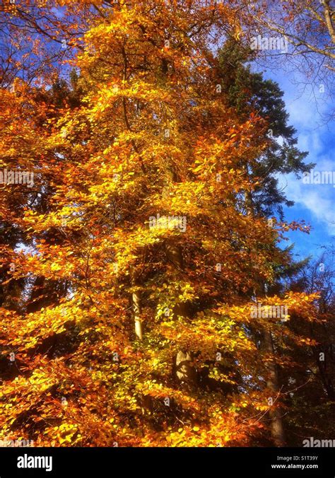 Beech Tree Autumn Stock Photo Alamy