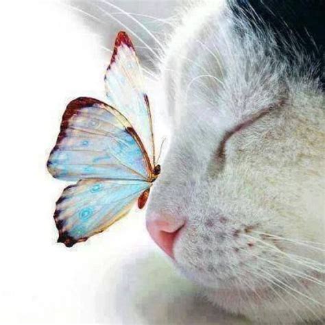 Kitty Cat With A Butterfly On Its Nose Amazing Pictures Of The World