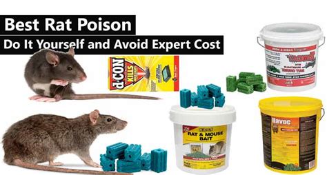 Best Rat Poison 2020(Do It Yourself & Avoid Expert Cost)