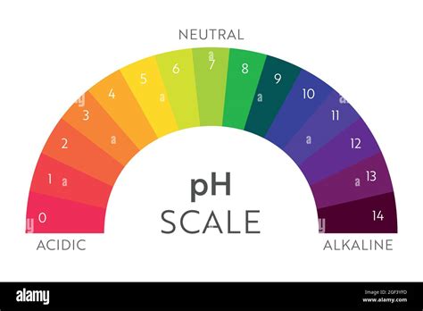 Tabla De Escala De Valores De Ph Infografía Del Equilibrio ácido Base