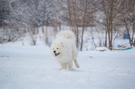 Un Perro Samoyedo Blanco Corre Por La Nieve Foto Premium