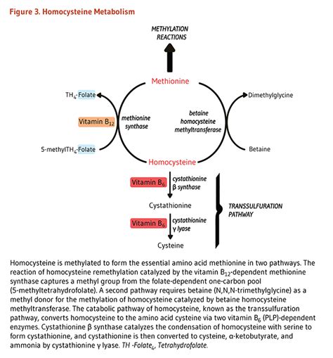 Folate | Folate, Methyl group, Methylation