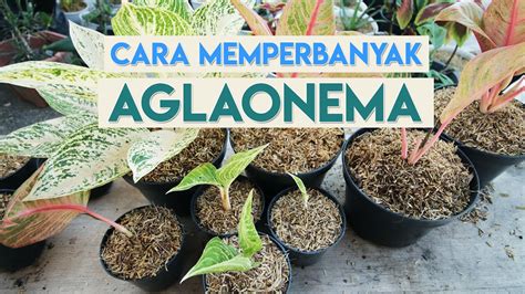 Cara Memperbanyak Tanaman Hias Aglaonema Youtube