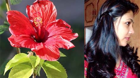 Hibiscus Flower Hair Mask For Healthy Shiny Beautiful Hair Youtube