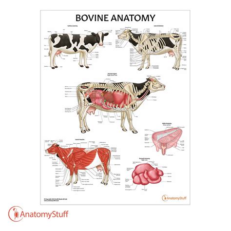 Anatomystuff On Twitter Our New Bovine Anatomy Chart Features Anatomical Illustrations Of The