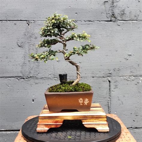 Jual Bonsai Ulmus Micro Varigata Siap Pajang Real Pic Free