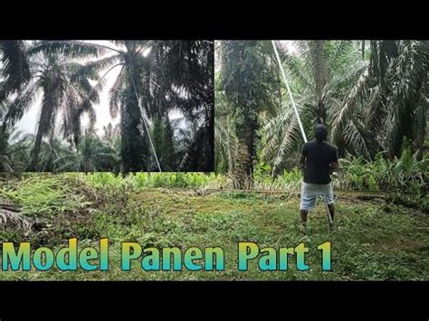 Wajar Panen Pokok Tinggi Kelapa Sawit Part Youtube