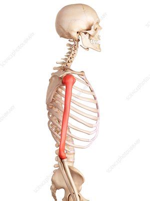 Human Humerus Bones Stock Image F016 2964 Science Photo Library