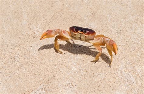 Premium Photo Big Red Crab On The Sand Caribbean Crab Macro