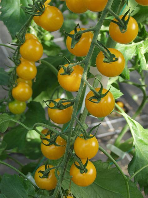 Tomato Sun Gold F1 Wh Perron