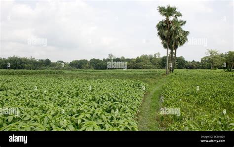 Fresh Jute Leaves Jute Cultivation In Bangladesh Natural Jute Plant