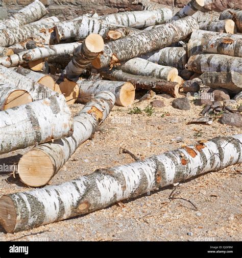 Birch tree logs Stock Photo - Alamy