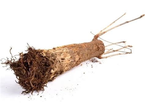 Money Tree Root Rot Issue Reasons Solutions And Treatments