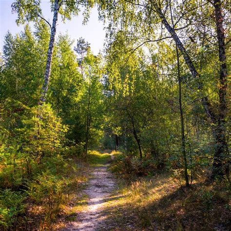 Путь в лесу (Украина) автор Галанзовская Оксана // A path in the forest ...