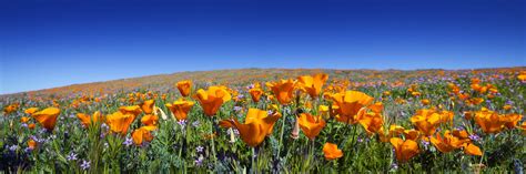 Wild California Poppies at Antelope Valley California Poppy Reserve - League of California ...