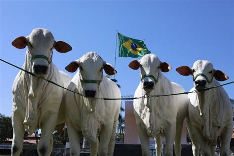 Confira Os Destaques Da Expozebu 2019 ABCZ Faz 100 Anos CompreRural