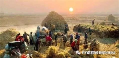 中国农业大危机：年轻人不愿（会）种地，未来粮食到底谁来提供？ 知乎