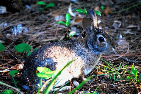 Eastern Cottontail Rabbit