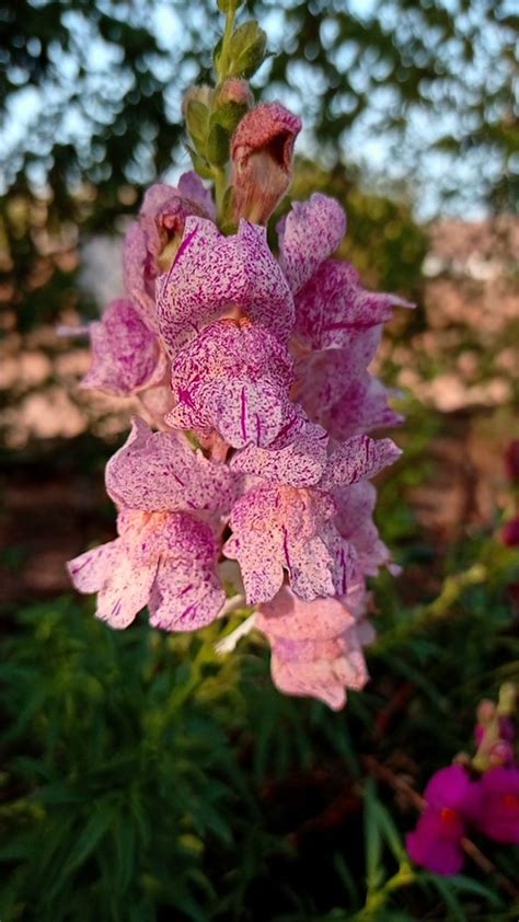 Pink Snapdragon Flowers Gardener S Guide To Cultivating Beauty