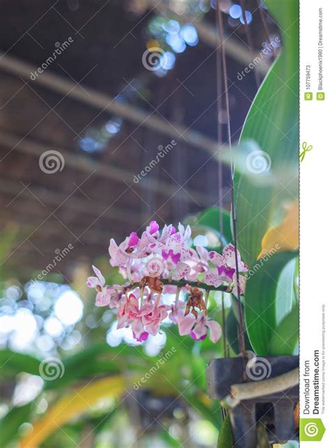 Beautiful White Orchid Flower In The Natural Garden Stock Image Image