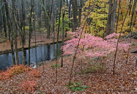 Pink Autumn Fall Leaves In Connecticut