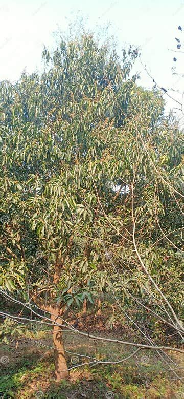Mangoes Tree And Mangoes Flowers In Madhubani Bihar India Stock Image