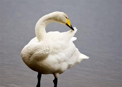 whooper swan birdwatch ireland