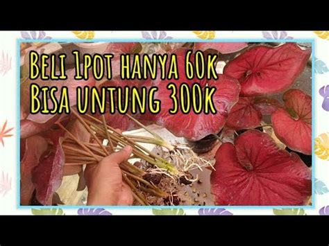 Promo Keladi Red Stardust Umbi Utuh Keladi Menor Ra Plant Youtube