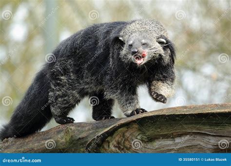 Bearcat Royalty-Free Stock Photo | CartoonDealer.com #99400719