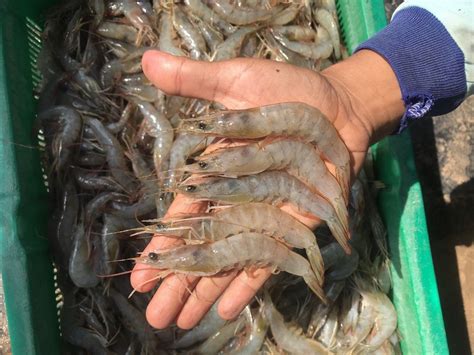 Jenis Udang Favorit Asli Perairan Indonesia Nibble