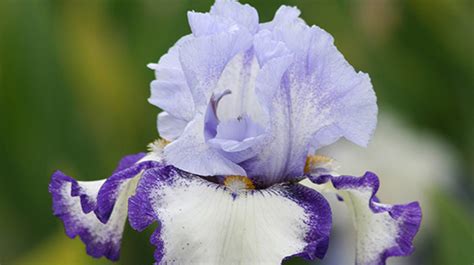 Free Schreiners Gardens Iris Catalog Free Stuff Finder