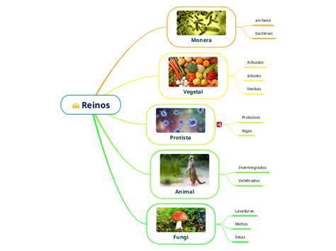 Mapa Mental De Los Reinos De La Naturaleza Letrede Riset