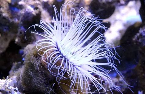 What Is Feed Behavior Of Anemones