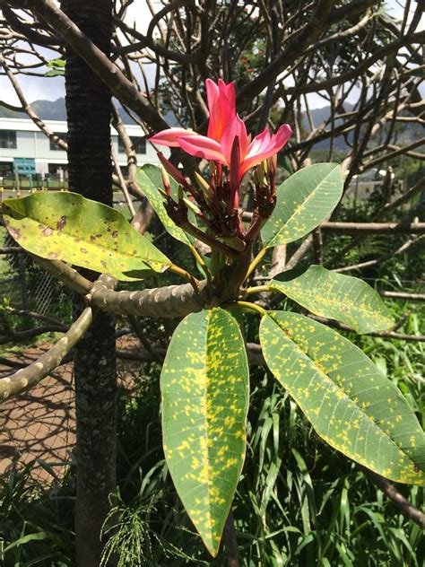 Plumeria Rust Scot Nelson Flickr