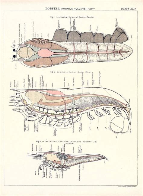 Biological Atlas A Guide To The Practical Study Of Plants And