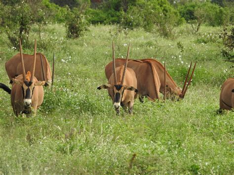 Antelope Horns | SIMILAR BUT DIFFERENT IN THE ANIMAL KINGDOM