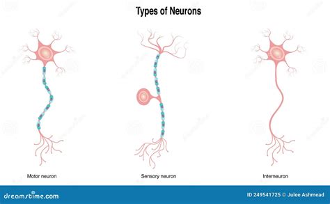 Types Of Neurons. Structure Sensory, Motor Neuron, Astrocyte, Pyromidal, Betz Cell, Microglia ...