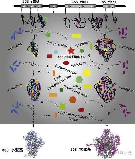 原核生物的核糖体在那里形成？ 知乎