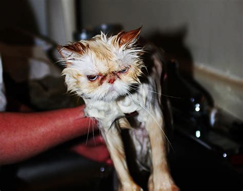 22 Hilarious Pictures Of Wet Cats Bored Panda