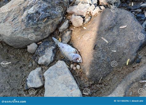 Dead Fish On River Area Stock Photo Image Of Dangerous 161180296