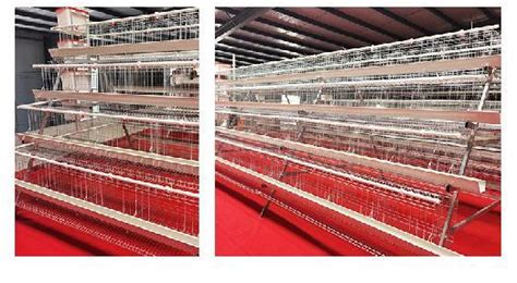 A Type 3 Tiers 5 Doors Raising Cage For Layer Chicken Raising Poultry