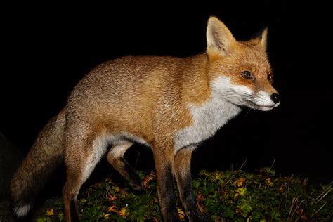 The Complete Fox Of The Day0407161511091201