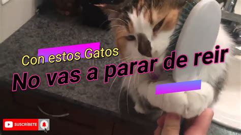 😹 Risa De Gatos Chistosos Con Pelotas Que Se Caen 😂 Muy Graciosos Youtube